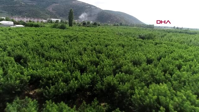 BURSA'DA ÜRETİCİ COĞRAFİ İŞARETLİ ŞEFTALİ AĞAÇLARINI KESİYOR