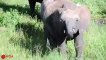 Amazing Elephant Save Baby Elephant From Crocodile Hunting, Animals Hunting Fail