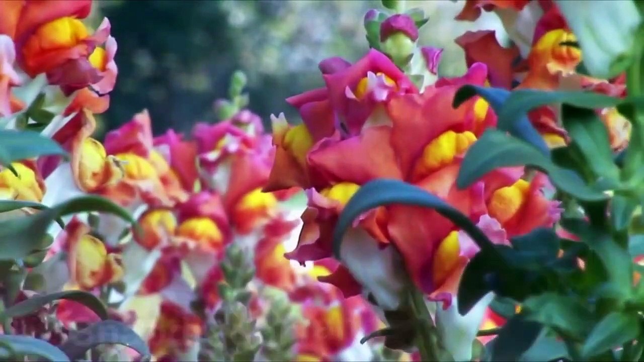 Flowers that Look like Animals Men Birds, Top 10 Video