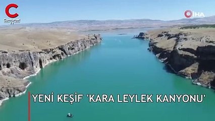 Yeni keşif! Oy birliği ile ismini 'Kara Leylek' koydular