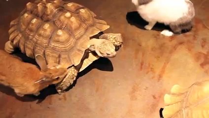 청도출장안마 -후불100%ョOiOc2659c1768｛카톡SN92｝ 청도전지역출장안마 청도오피걸 청도출장마사지 청도안마 청도출장마사지 청도콜걸샵⊙◈