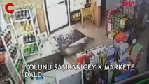 Yolunu şaşıran geyik markete böyle daldı