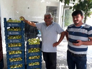 Mersin'in Mut ilçesinde incirde 5 bin ton rekolte bekleniyor! Kilosu 15 lira