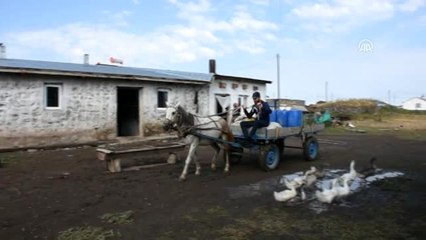 Köylülerin "yayla mesaisi" devam ediyor - KARS