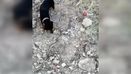 Sevimli köpek korksa da merakına yenik düşüp yılanla böyle oynadı