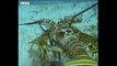 Lobsters Vs Trigger Fish - Trials Of Life - BBC Earth
