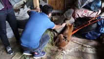 Köpeklerin saldırısına uğrayan karaca tedavi altına alındı