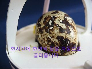 homemade egg incubator