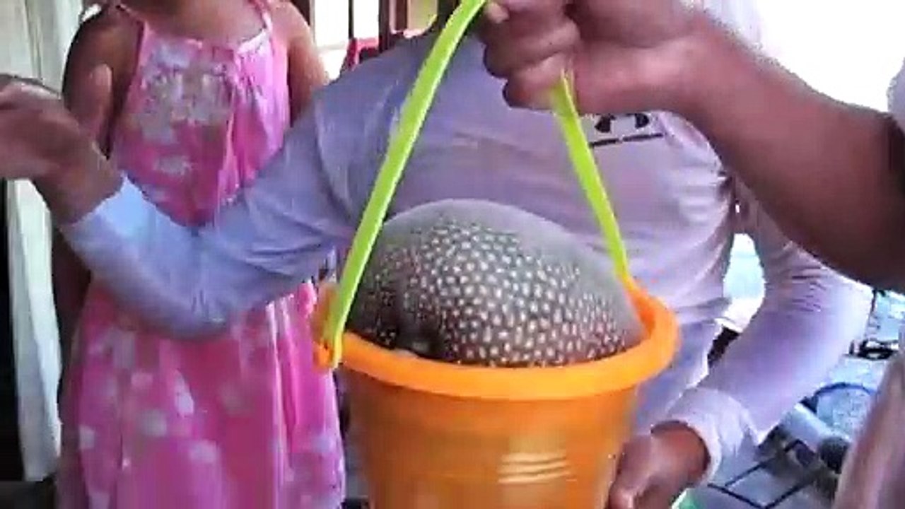 Regardez ce poisson globe qui se dégonfle... Animal impressionnant