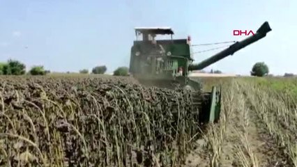 ADANA Kozan'da ayçiçeği hasadı başladı