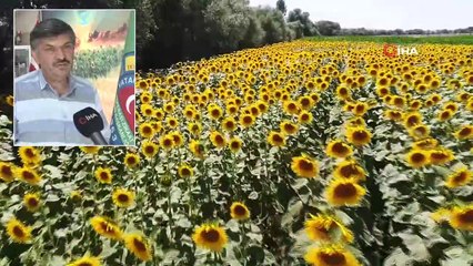 Ayçekirdeği Tarlaları Havadan Görüntülendi