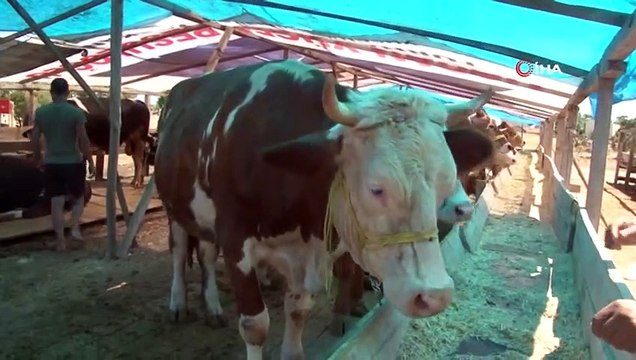 Antalya'da Kiralık Tır Şoförünün 25 Büyükbaş Hayvanla Ortadan Kaybolduğu İddiası