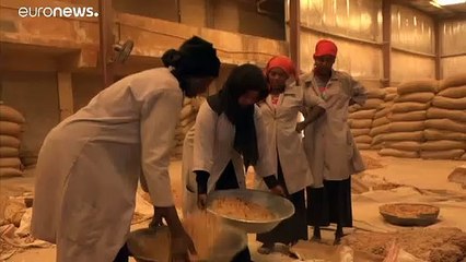 السودان ينتج 70% من الصمغ العربي عالميا وثروة لعملة صعبة يهددها غياب الاستقرار السياسي