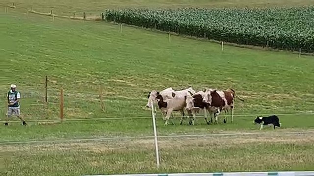 Concours international du chien de troupeau à Chilly-sur-Salins