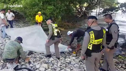 Environmentalists investigating the death of a dolphin which washed up in Thailand