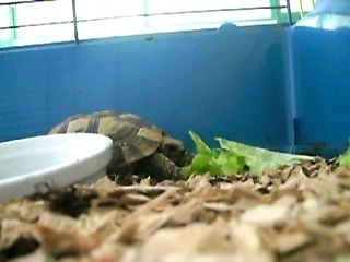 repas de la tortue