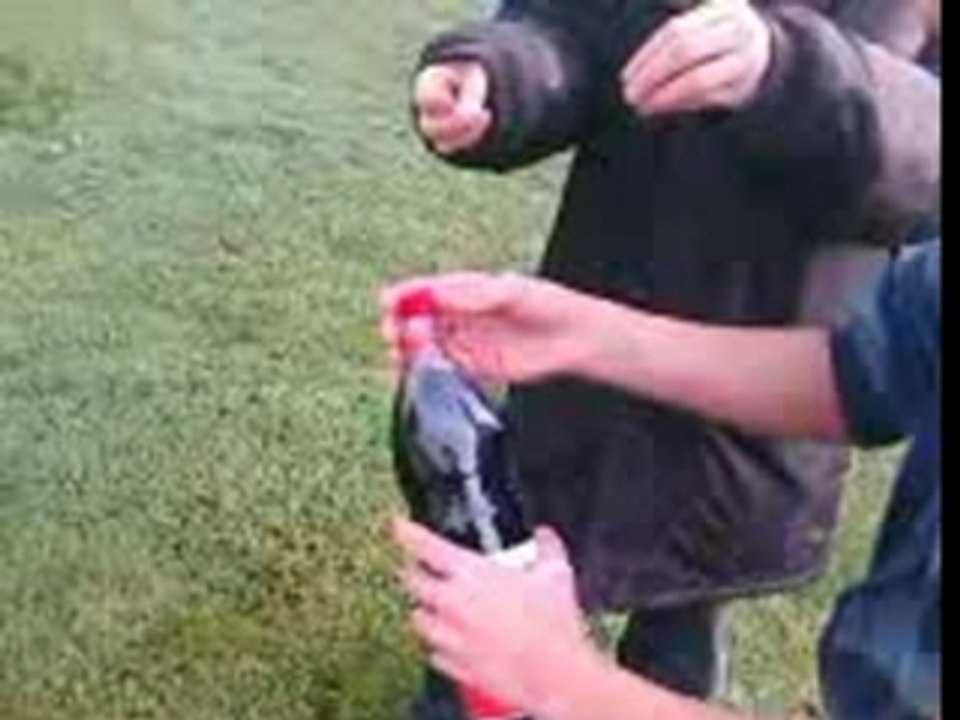 coca-menthos 8
