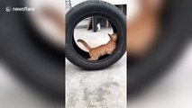 This cat thinks it's a hamster! Feline runs on the inside of tyre in China