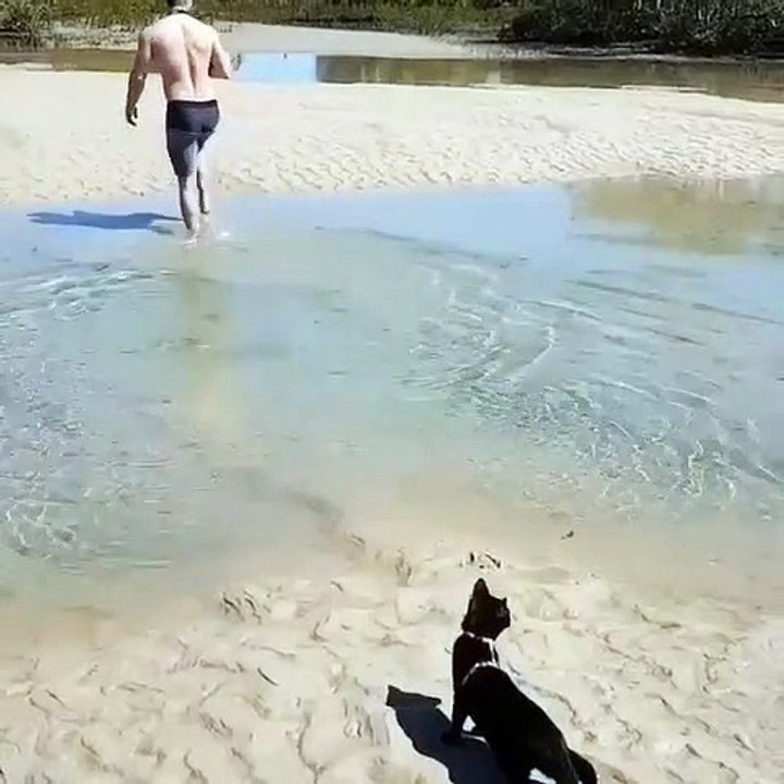 cute dog swim