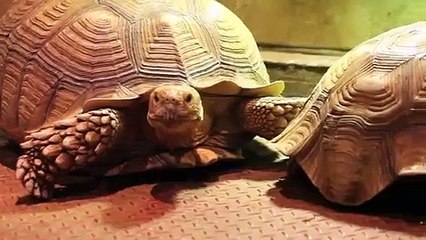 천안출장타이O7Os7301s9649｛카톡ZF66｝ぱ천안출장안@마ぱ천안출장샵ぱ천안출장맛사지 ぱ천안출장걸썰 천안출장걸가격 천안출장러시아 천안외국인후불출장업소 천안24시출장마사지샵'예약☜●♀