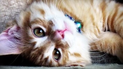 동해출장타이 OiOW2671W8135｛카톡ZHF526｝ぱ동해출장안@마ぱ동해출장샵ぱ동해출장맛사지 ぱ동해출장걸썰 동해출장걸가격 동해출장러시아 동해외국인후불출장업소 동해24시출장마사지샵'예약♪▩▦