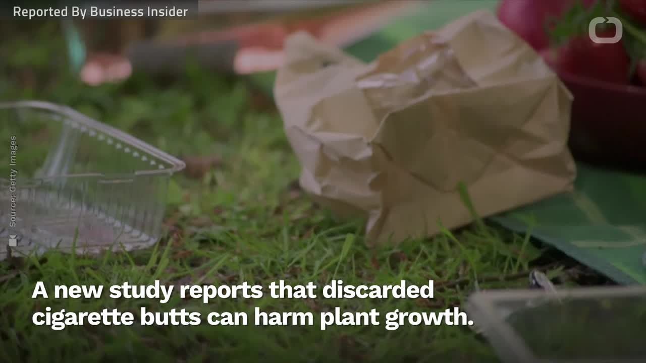 The Bad Thing Littered Cigarette Butts Do To Plants