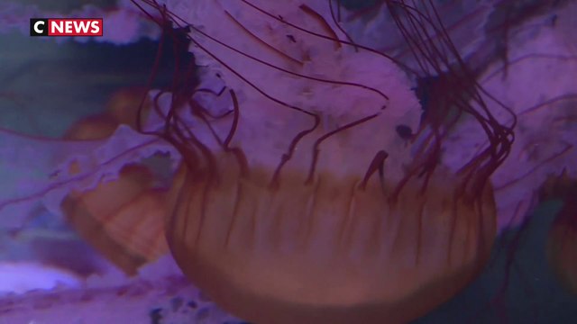 Été : les méduses, fléau des plages