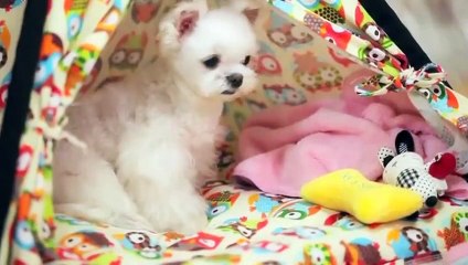 사상출장타이O7Oy7575y0069｛카톡RD654｝ぱ사상출장안@마ぱ사상출장샵ぱ사상출장맛사지 ぱ사상출장걸썰 사상출장걸가격 사상출장러시아 사상외국인후불출장업소 사상24시출장마사지샵'예약ュユョ