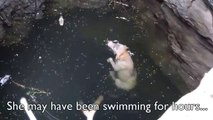 A drowning dog  / desperate wish comes true