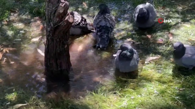 Sıcaktan bunalan güvercinlerin serinleme keyfi