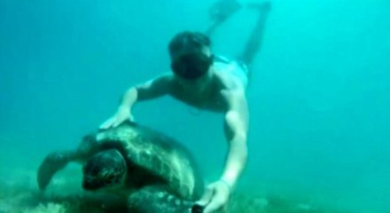 Tatilcilere fok ve caretta caretta sürprizi