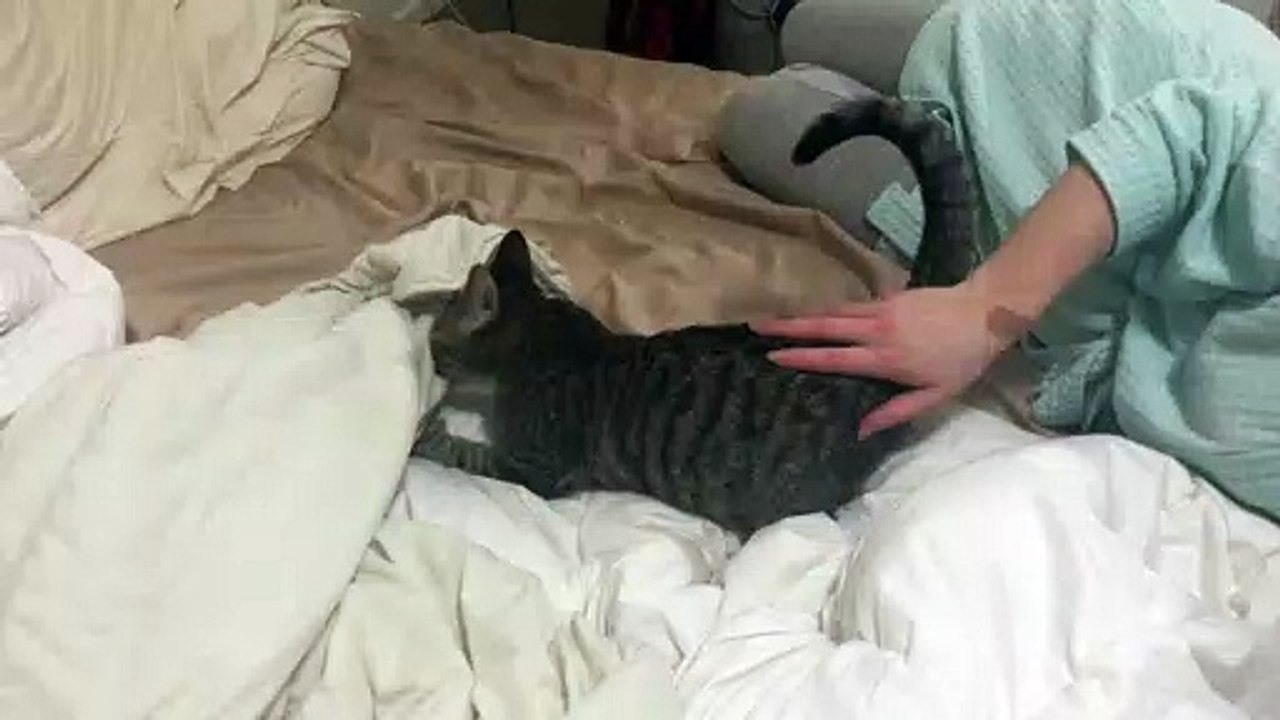 Dimitri Zafirov: silly cat 1