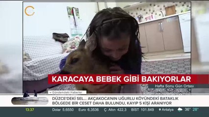 Yavru karaca aileden biri gibi