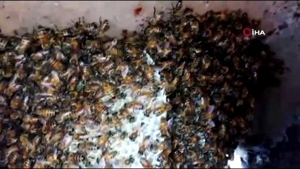 Yanlışlıkla kırdığı su borusunun içinden arılar çıktı, neye uğradığını şaşırdı