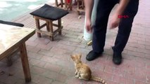 BURSA Tarihi anıt ağaçtan düşen ve ayağı kırılan kediye vatandaş sahip çıktı