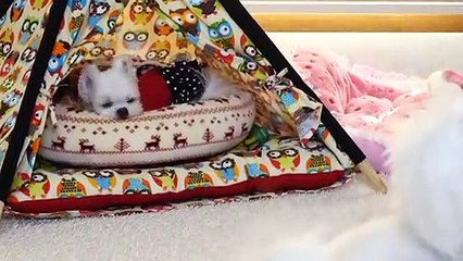 진천출장타이OiOc7362c3210｛카톡BB5858｝ぱ진천출장안@마ぱ진천출장샵ぱ진천출장맛사지 ぱ진천출장걸썰 진천출장걸가격 진천출장러시아 진천외국인후불출장업소 진천24시출장마사지샵'예약きぎく