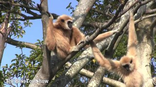 The Best Animal Video 2019 - The Best Top Show - Funny Animals 2019 (1)