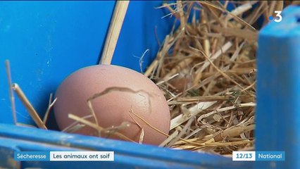 Sécheresse : les animaux ont soif, les éleveurs trinquent