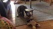 Dog With Amputated Front Legs Plays Around Joyfully With Toy