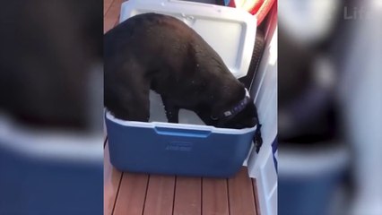 Funniest  Dogs and  Cats - Awesome Funny Pet Animals' Life Videos  (1)