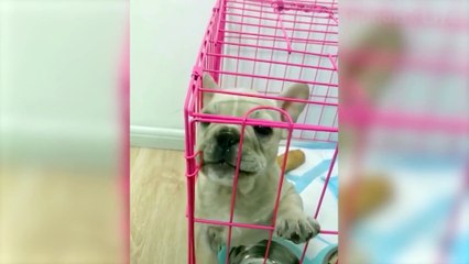  Funniest  Cats and  Dogs - Awesome Funny Pet Animals' Life Video 