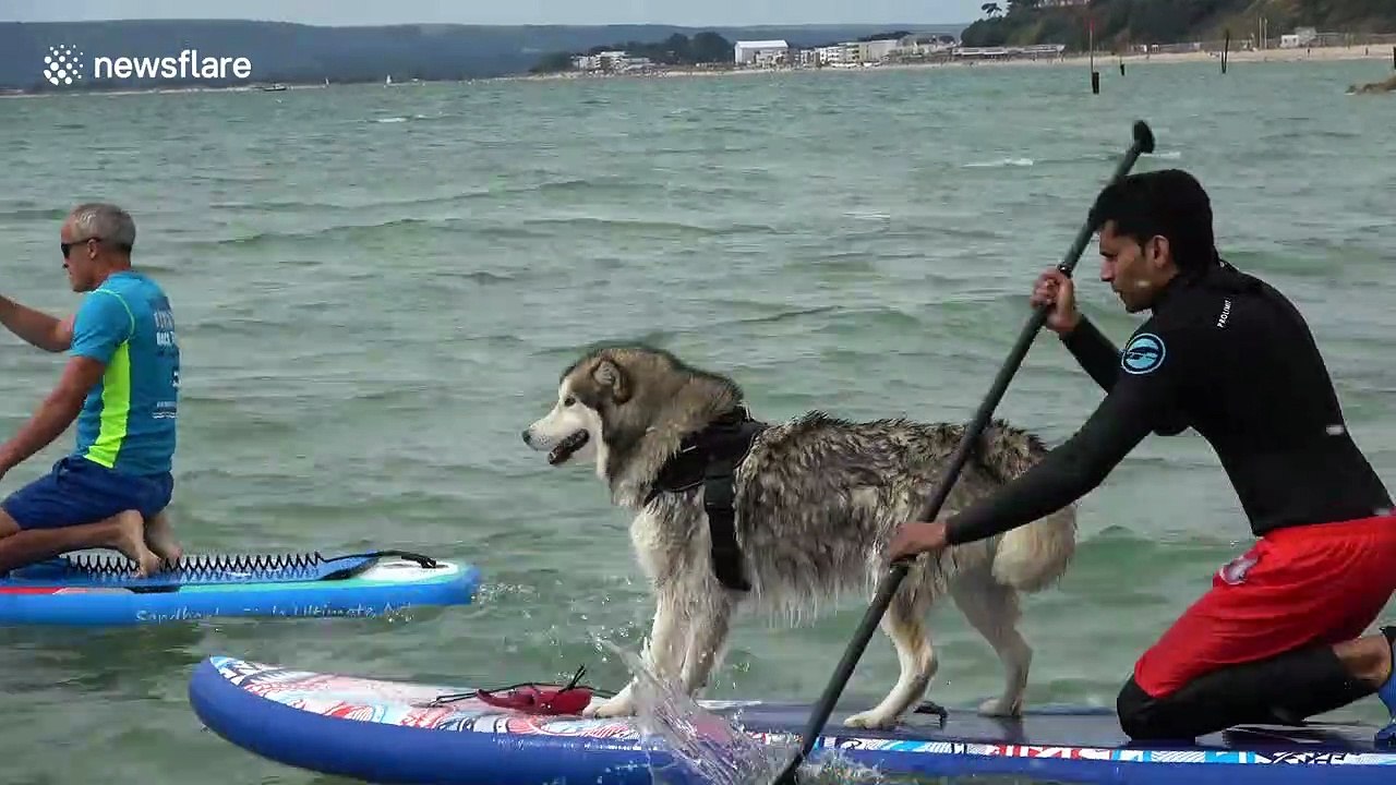 UK Dog Surfing Championships take place on south coast