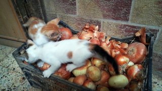 Kitties play Onion Stand game