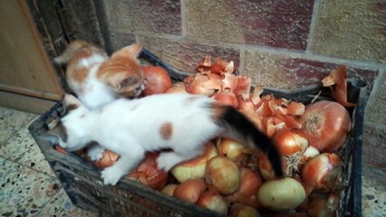 Kitties play Onion Stand game
