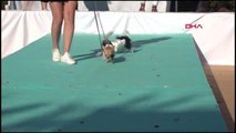 Sahipli köpekler, sokak hayvanları için yarıştı