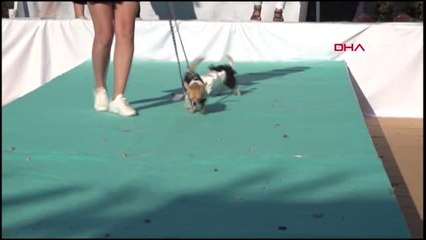 Sahipli köpekler, sokak hayvanları için yarıştı
