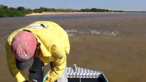 Pêche miraculeuse : il jette son filet dans un banc de poisson immense