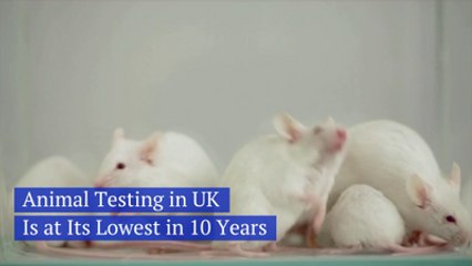 Animal Testing Is Not Trending In The UK