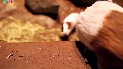 함평출장타이 070c5180c1617｛카톡MAS91｝ぱ함평출장안@마ぱ함평출장샵ぱ함평출장맛사지 ぱ함평출장걸썰 함평출장걸가격 함평출장러시아 함평외국인후불출장업소 함평24시출장마사지샵'예약‡♭