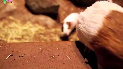 당진출장안마 -후불100%ョ OiOc7362c3210｛카톡VR91｝ 당진전지역출장안마 당진오피걸 당진출장마사지 당진안마 당진출장마사지 당진콜걸샵≠±×